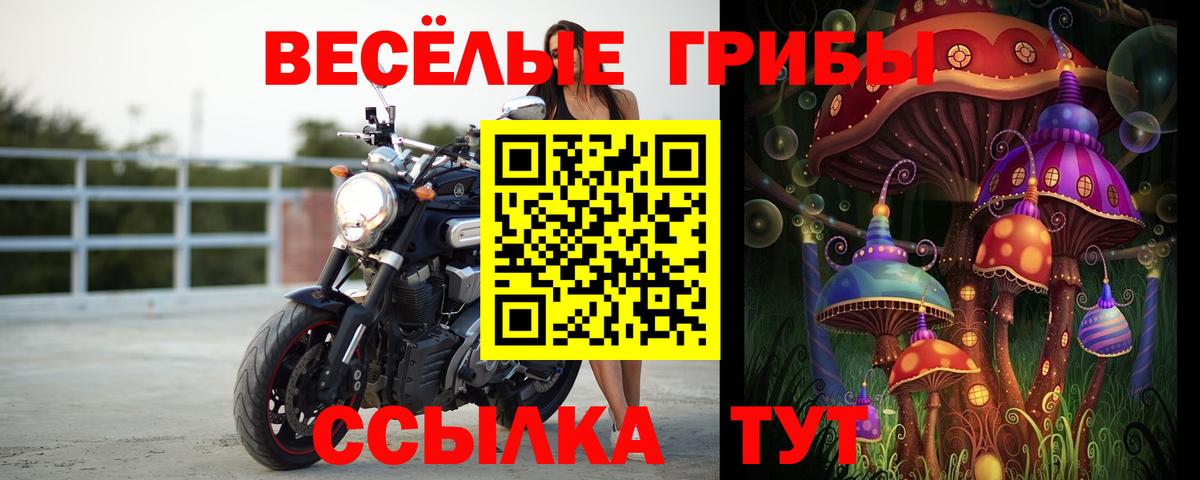 Богданович  Псилоцибиновые грибы Psilocybine cubensis  Вход с VPN 